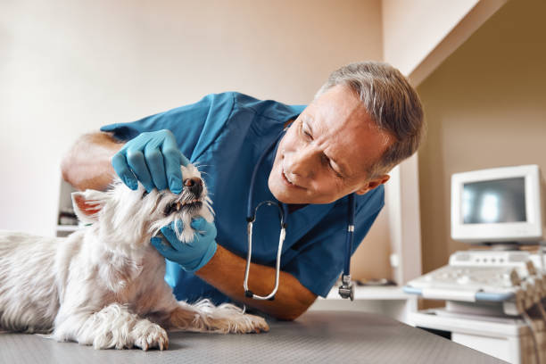Best Emergency Tooth Extraction in Holland, TX